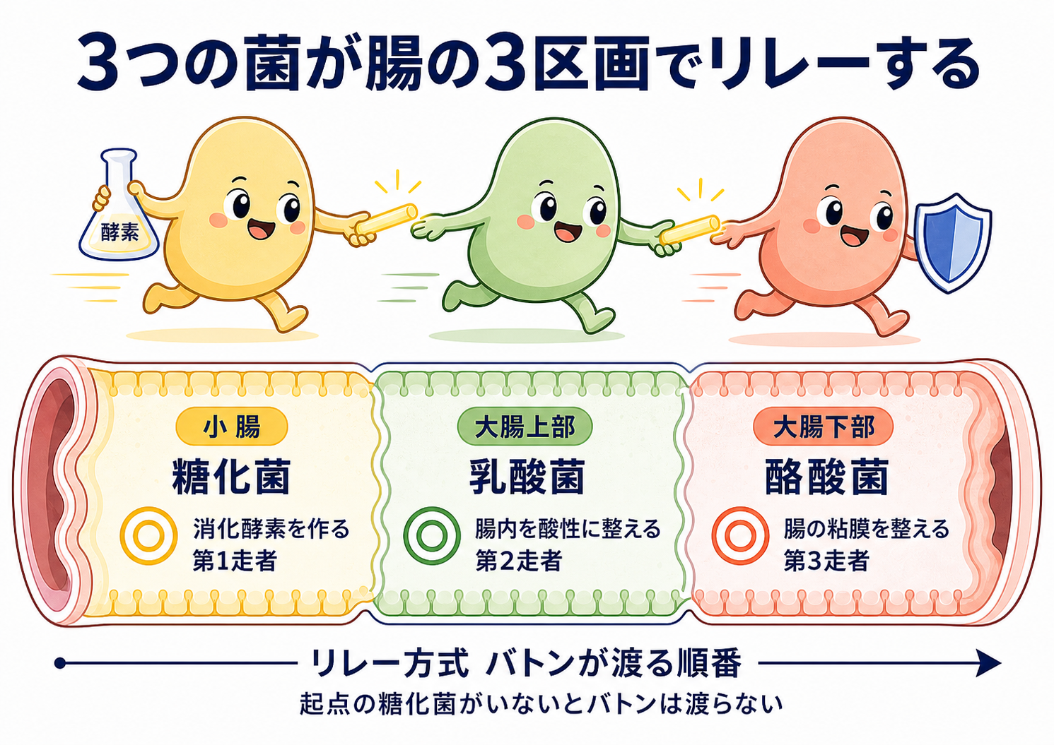 3菌種が腸の3区画でリレーする仕組み（糖化菌→乳酸菌→酪酸菌）