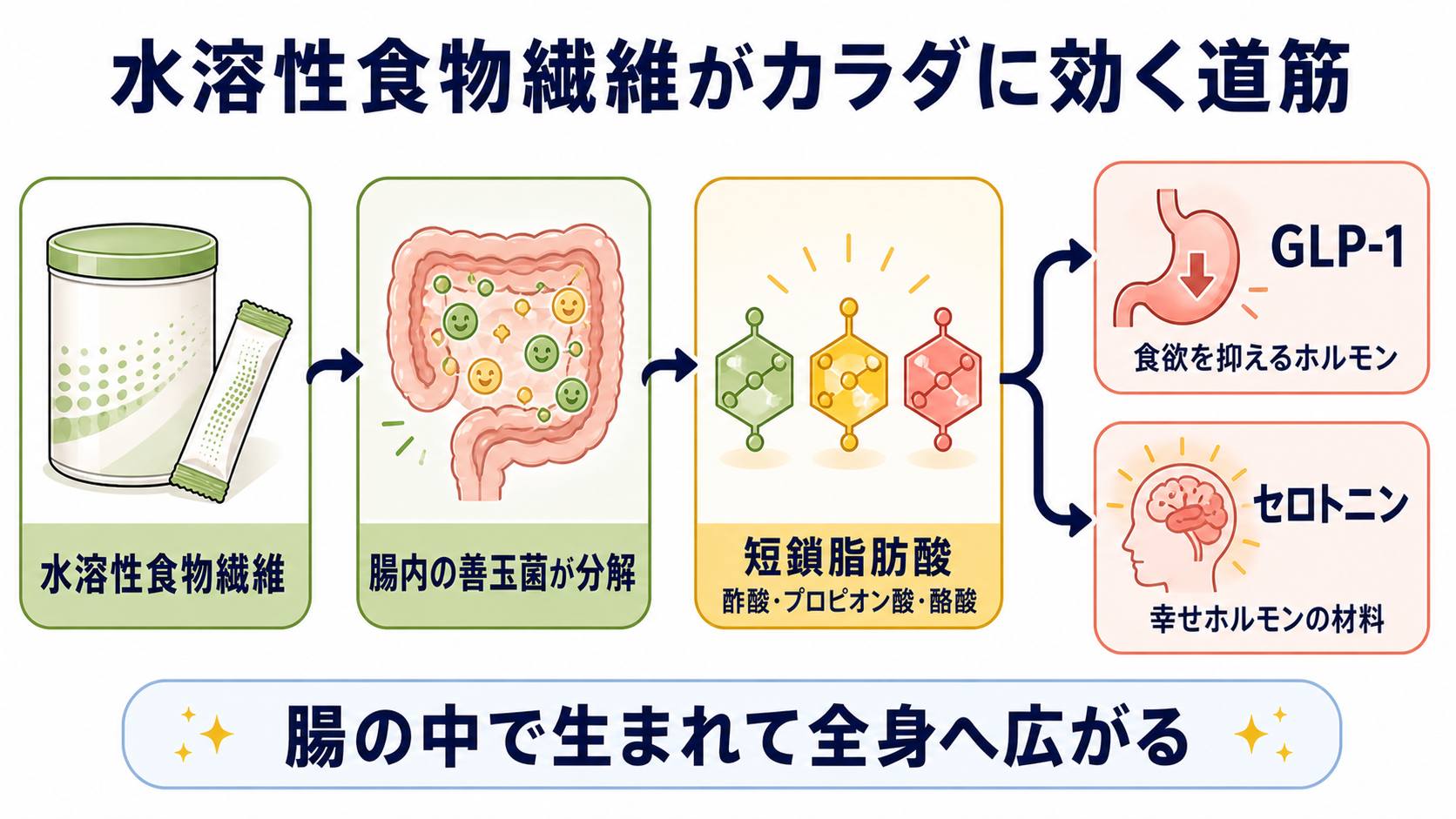 水溶性食物繊維のはたらき図解：腸の中で善玉菌が水溶性食物繊維を分解して短鎖脂肪酸を作り、それがGLP-1とセロトニンに繋がる流れ